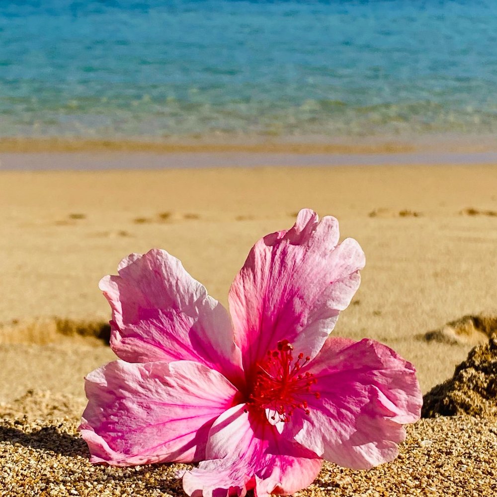 Meet your Posher, Gazelle